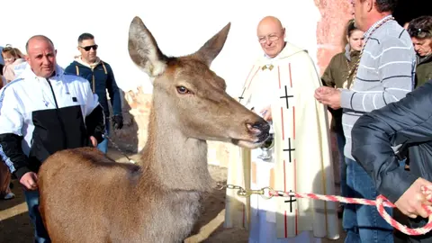 -San Ant&oacute;n, esta cierva fue el animal 'm&aacute;s original'