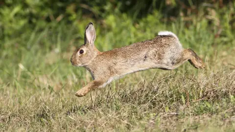 Conejo de monte