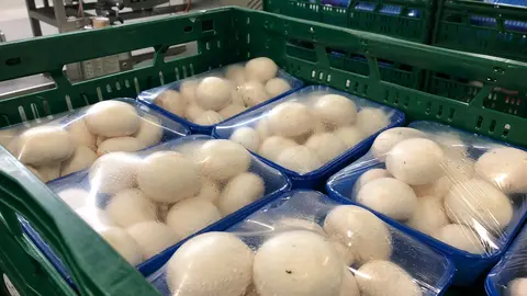 Sector del champi&ntilde;&oacute;n