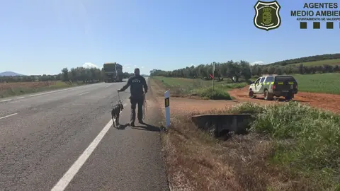RESCATE GALGO UNIDAD MEDIO AMBIENTE VALDEPE&Ntilde;AS (1)