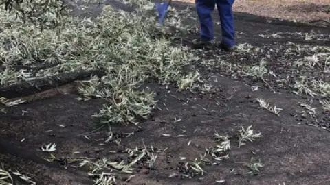 Trabajos agr&iacute;colas