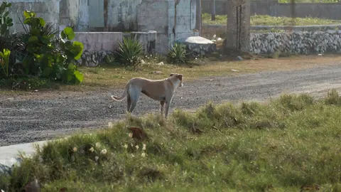 Perro abandonado_baja
