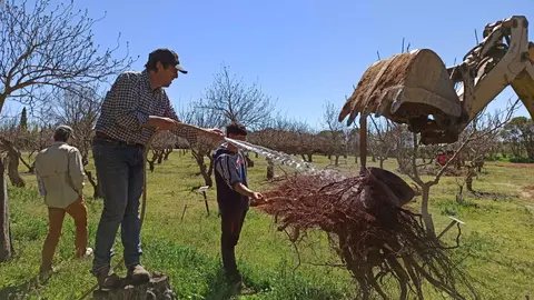 Producci&oacute;n pistacho