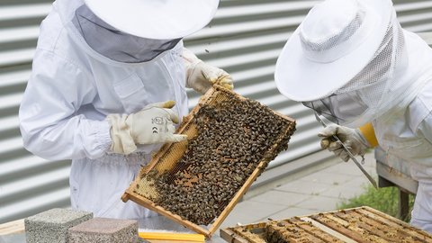 Castilla-La Mancha pondrá en marcha una ayuda específica para compensar los daños en la apicultura