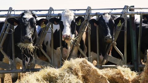 Los ganaderos de bovino actualizan conocimientos en Ciudad Real