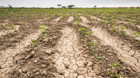 ASAJA Castilla-La Mancha califica las medidas aprobadas por la sequía como “netamente insuficientes”