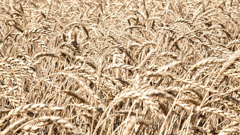 Las cooperativas cerealistas califican la campaña de "desastrosa" y solicitan ayudas a la Administración