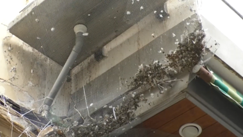 La proliferación de palomas llena de malestar las calles céntricas de Valdepeñas