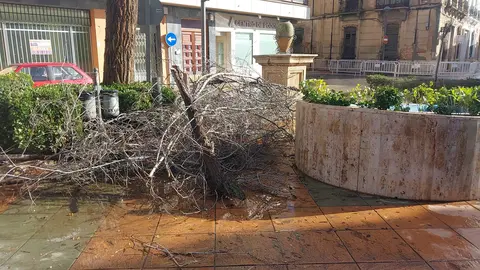 Múltiples incidencias por viento hoy en Valdepeñas