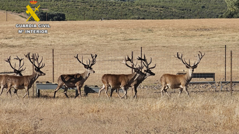 El SEPRONA investiga la muerte de dos ciervos sementales de alto valor genético en una granja de la provincia