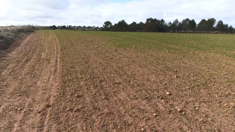 FOTO_CEREAL_COMIDO_POR_CONEJOS