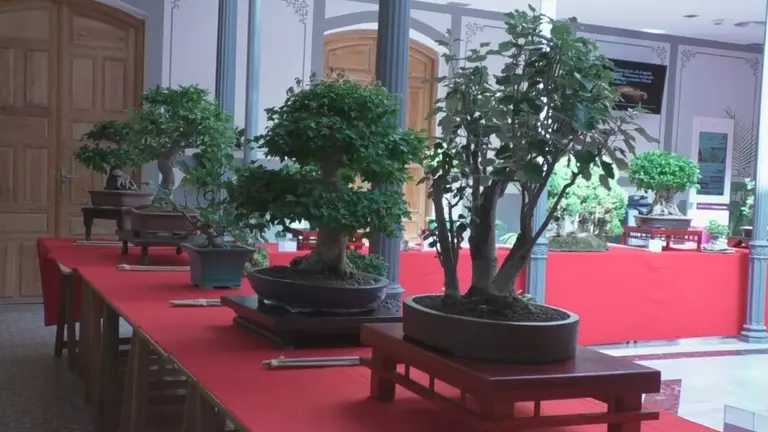 Exposici&oacute;n de bonsais en el patio del centro de desarrollo (1)