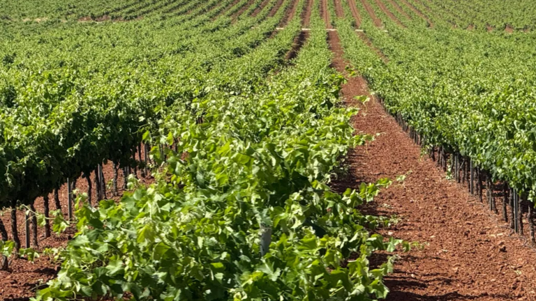 DO Valdepe&ntilde;as