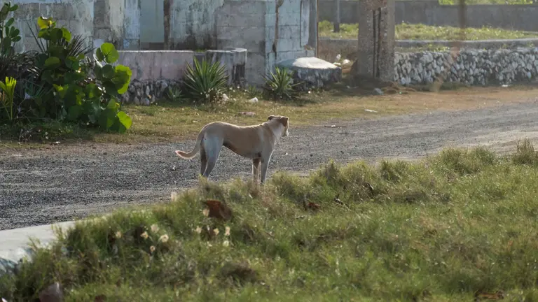 Perro abandonado_baja