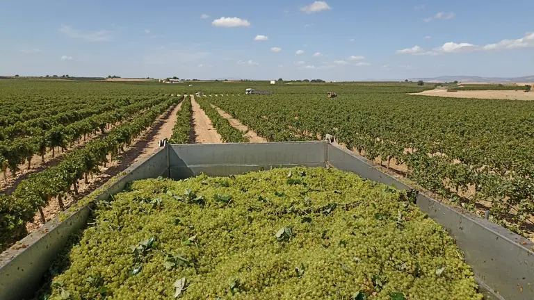 Uvas y vi&ntilde;a