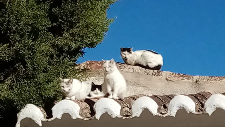 Colina felina. Foto Ayuntamiento de Valdepe&ntilde;as