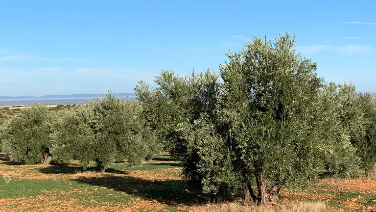 olivo-olivar-2