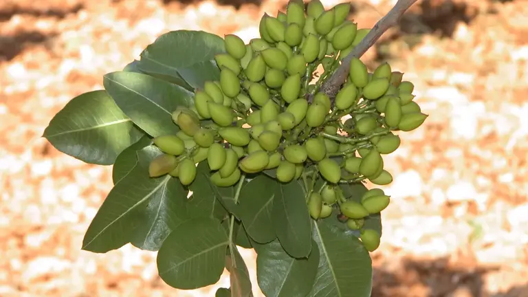 PISTACHOS 3.jpeg