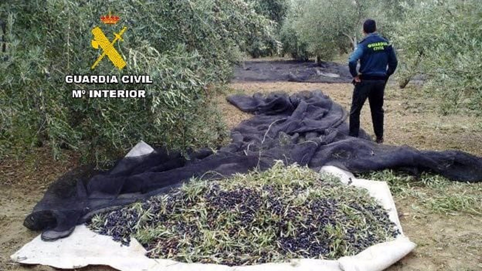 1200_aceituna-guardia-civil