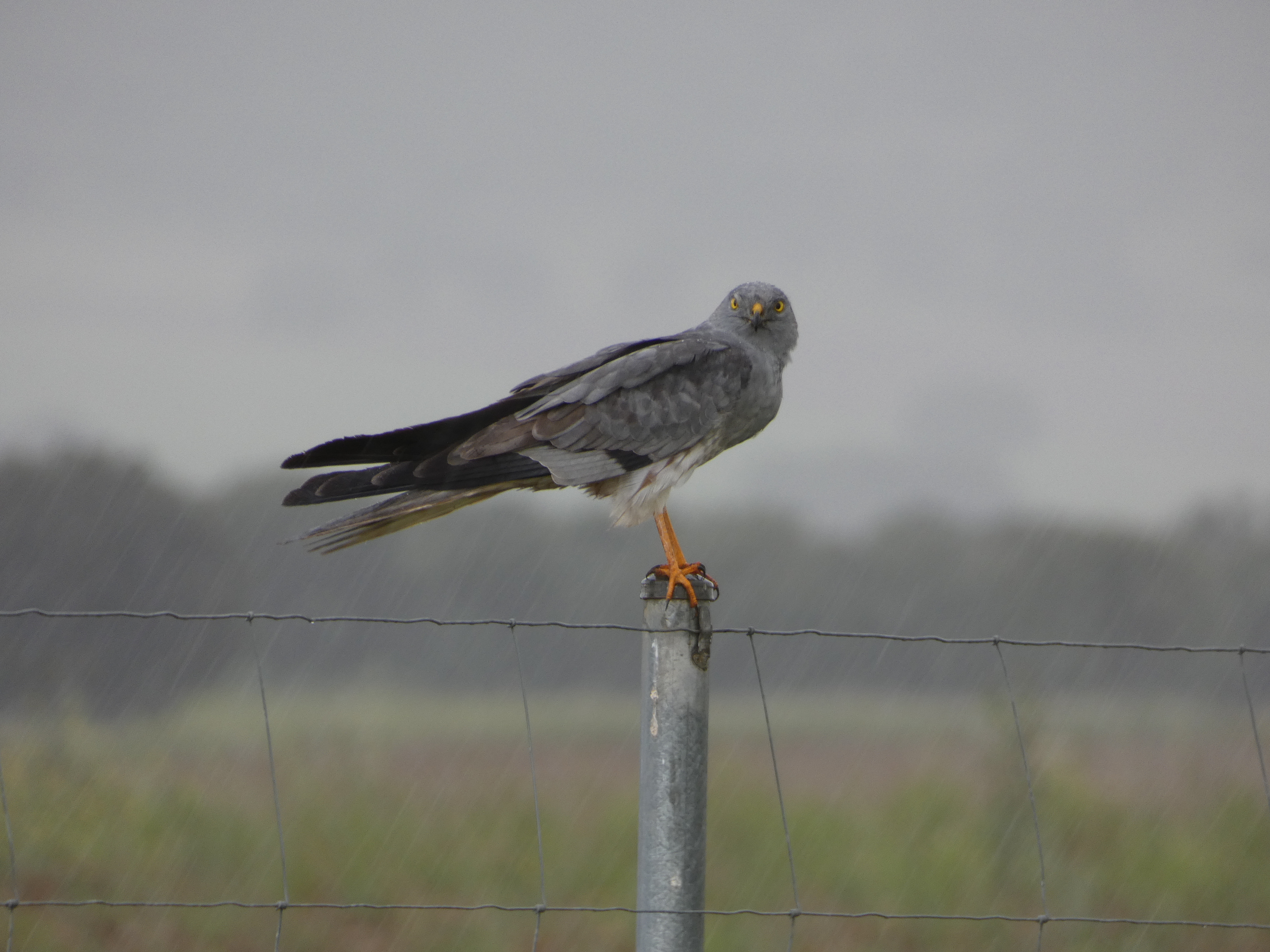 Aguilucho cenizo 
Foto: José Guzmán