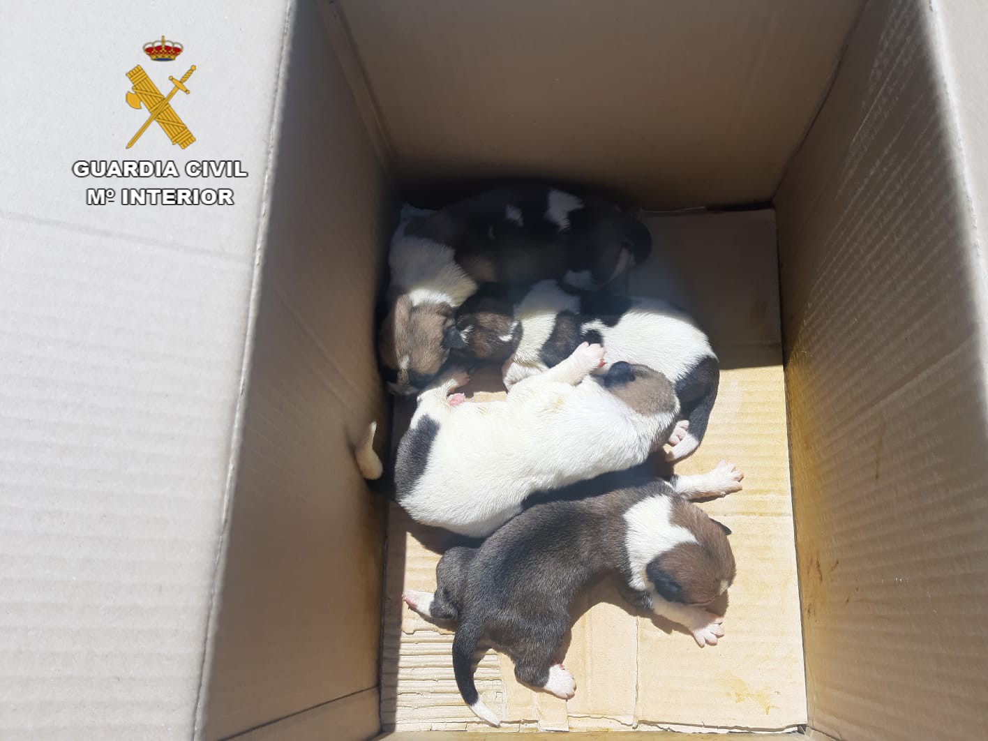 Cachorros de mastín abandonados en Viso del Marqués