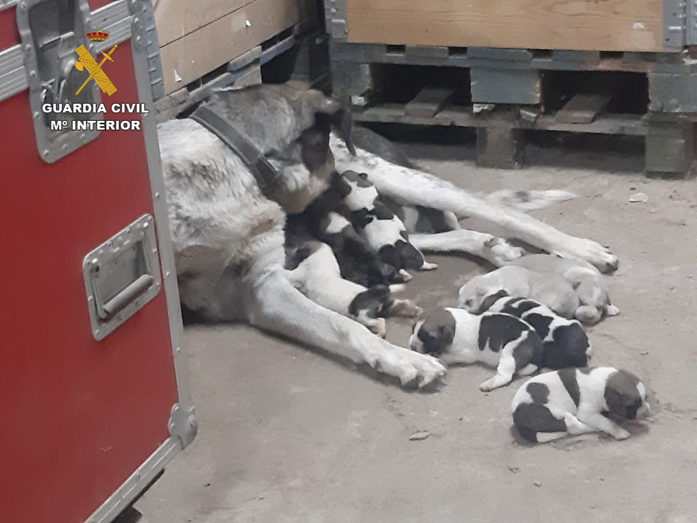 Cachorros de mastín abandonados en Viso del Marqués