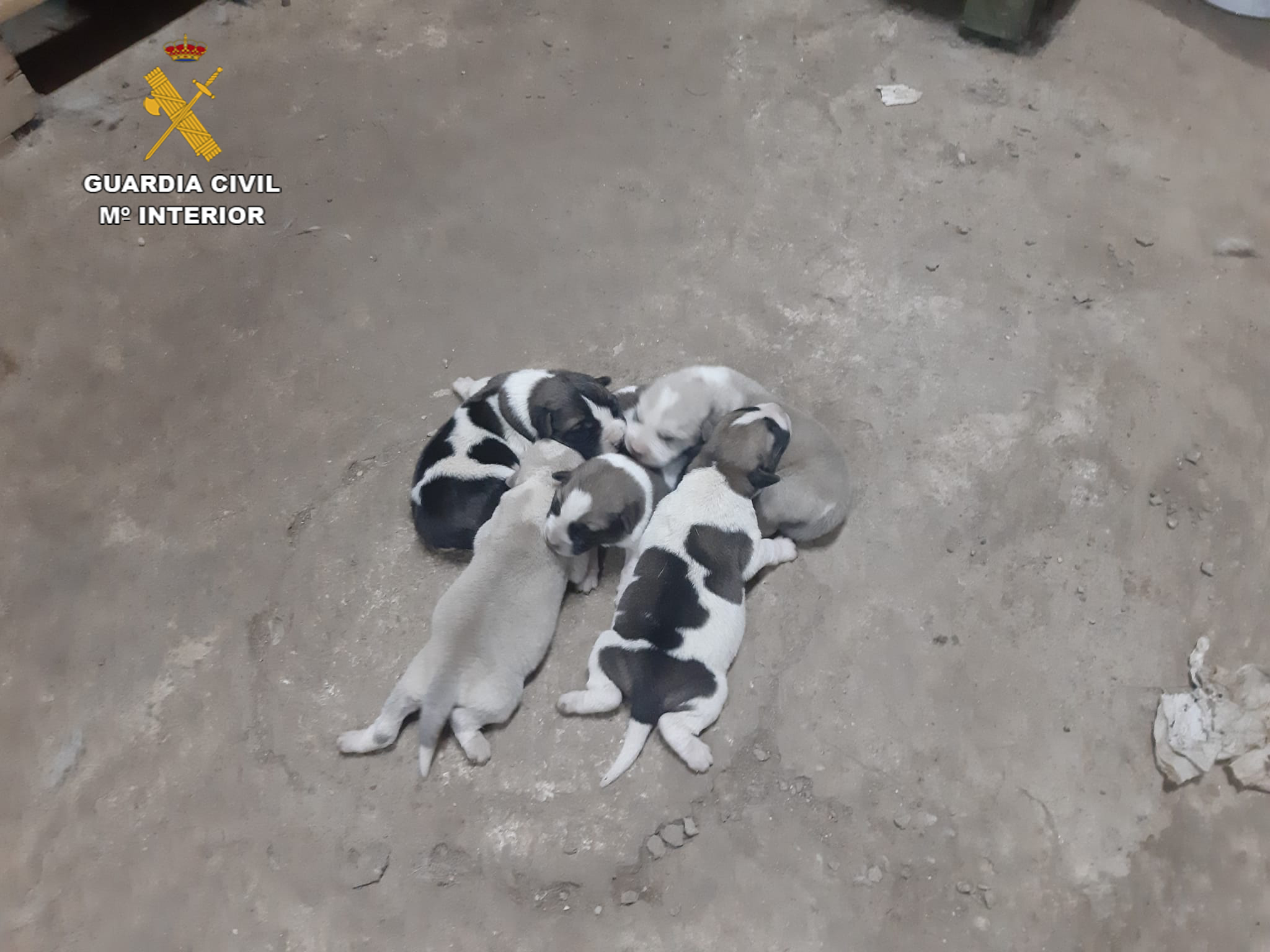 Cachorros de mastín abandonados en Viso del Marqués