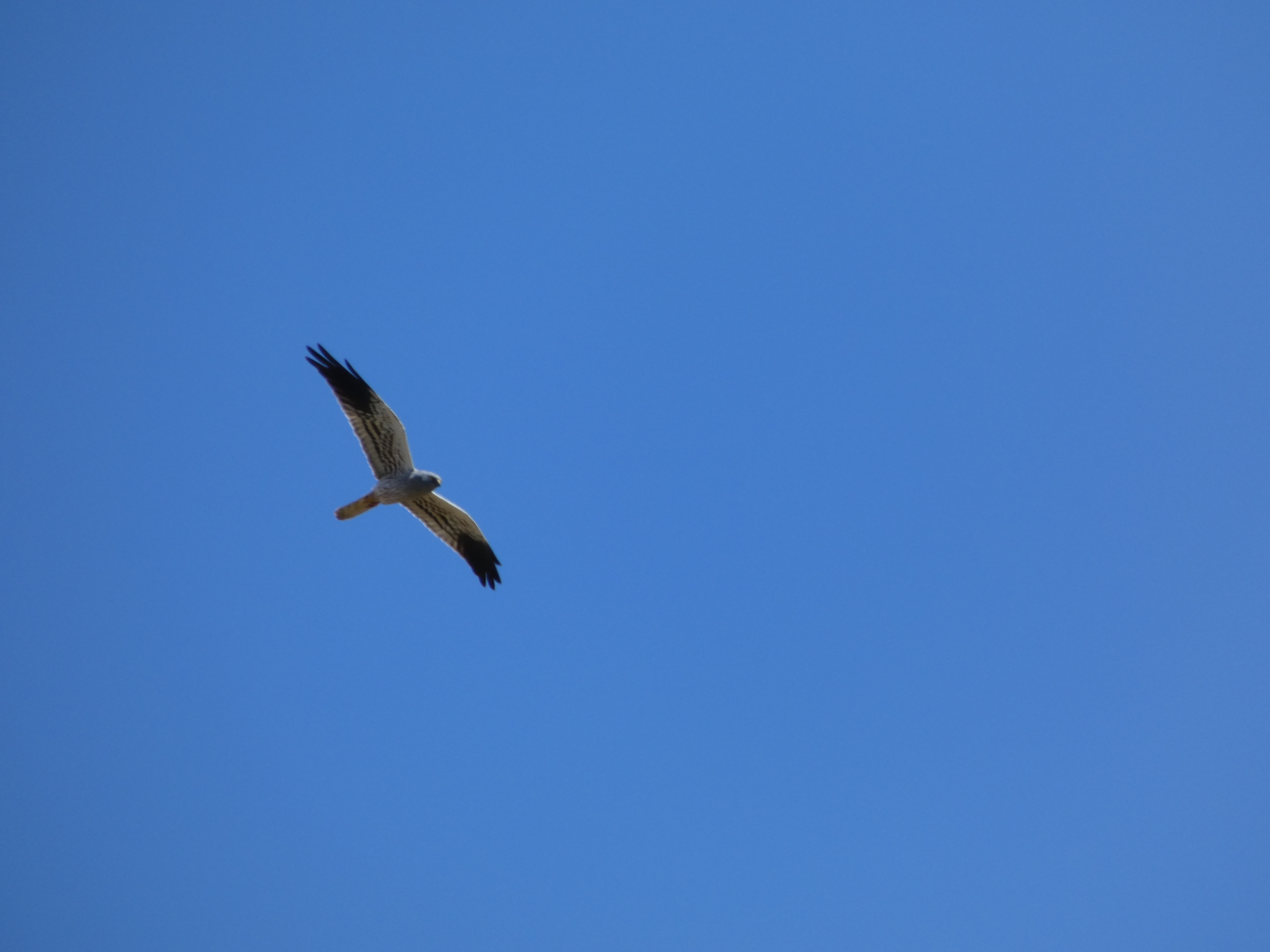 Cenizo macho en vuelo