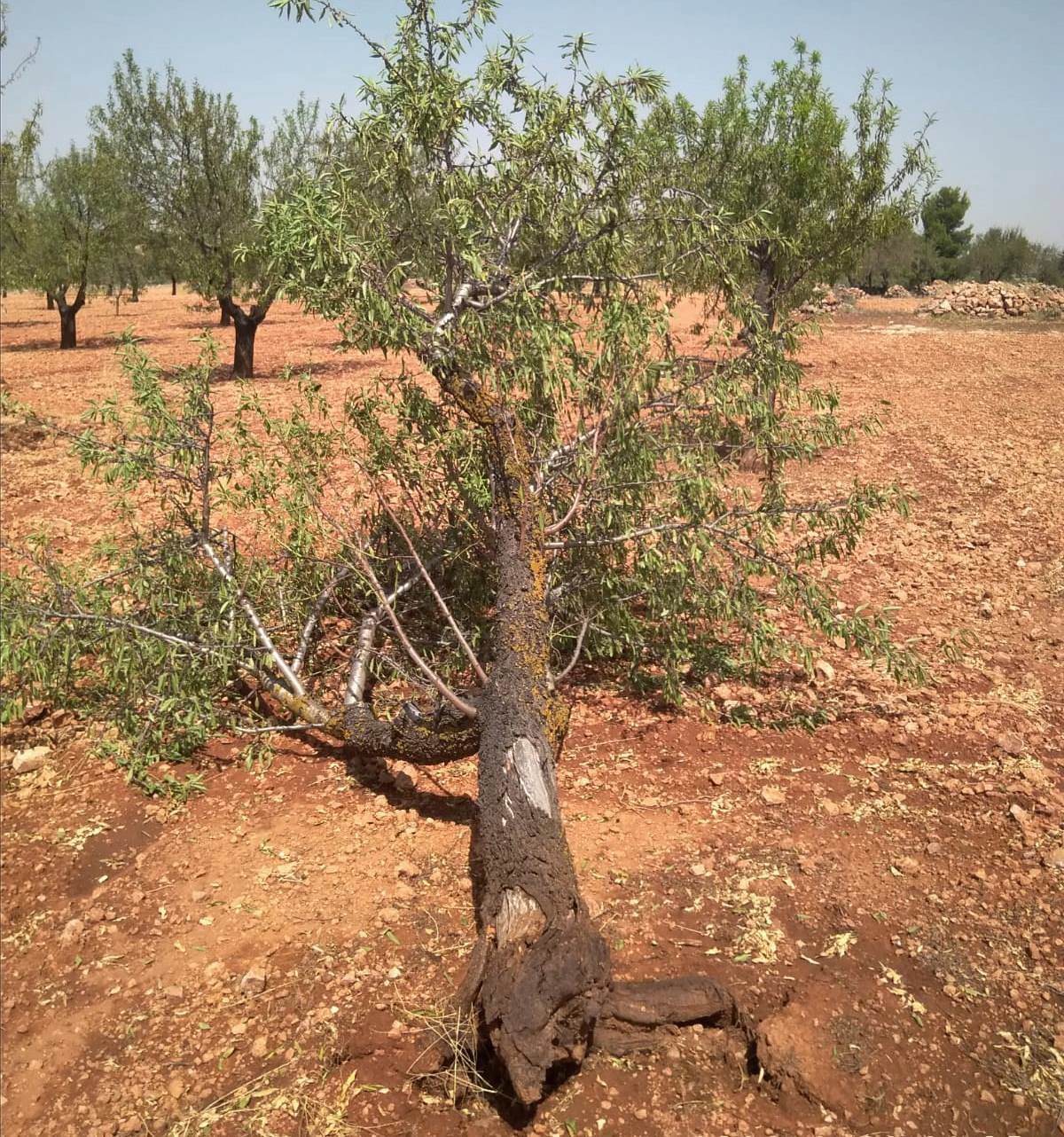 Almendro arrancado por la tormenta del 11 de agosto 2021