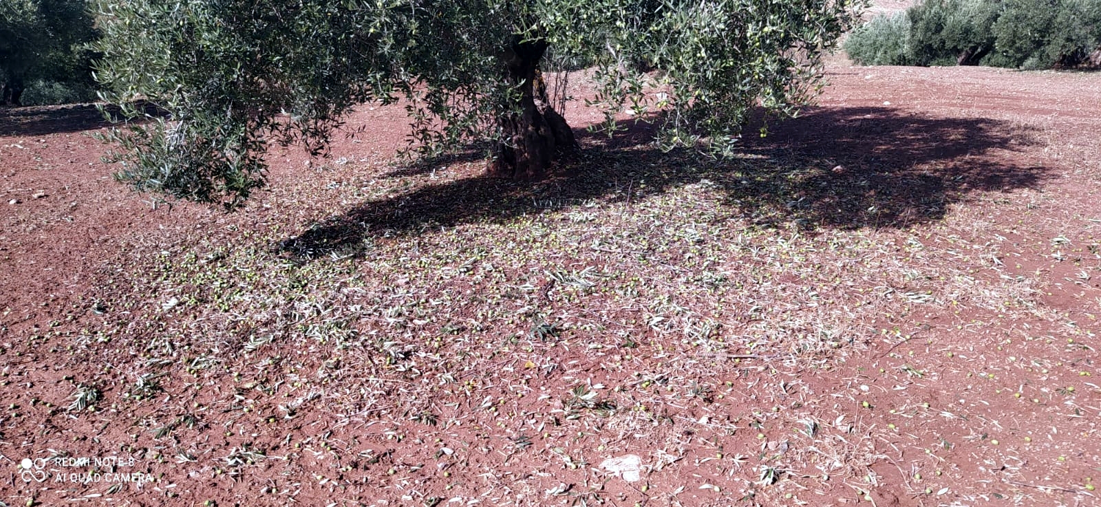 Consecuencias del granizo en los olivos de Terrinches