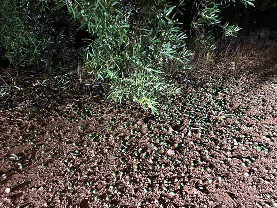 Consecuencias del granizo en los olivos de Terrinches