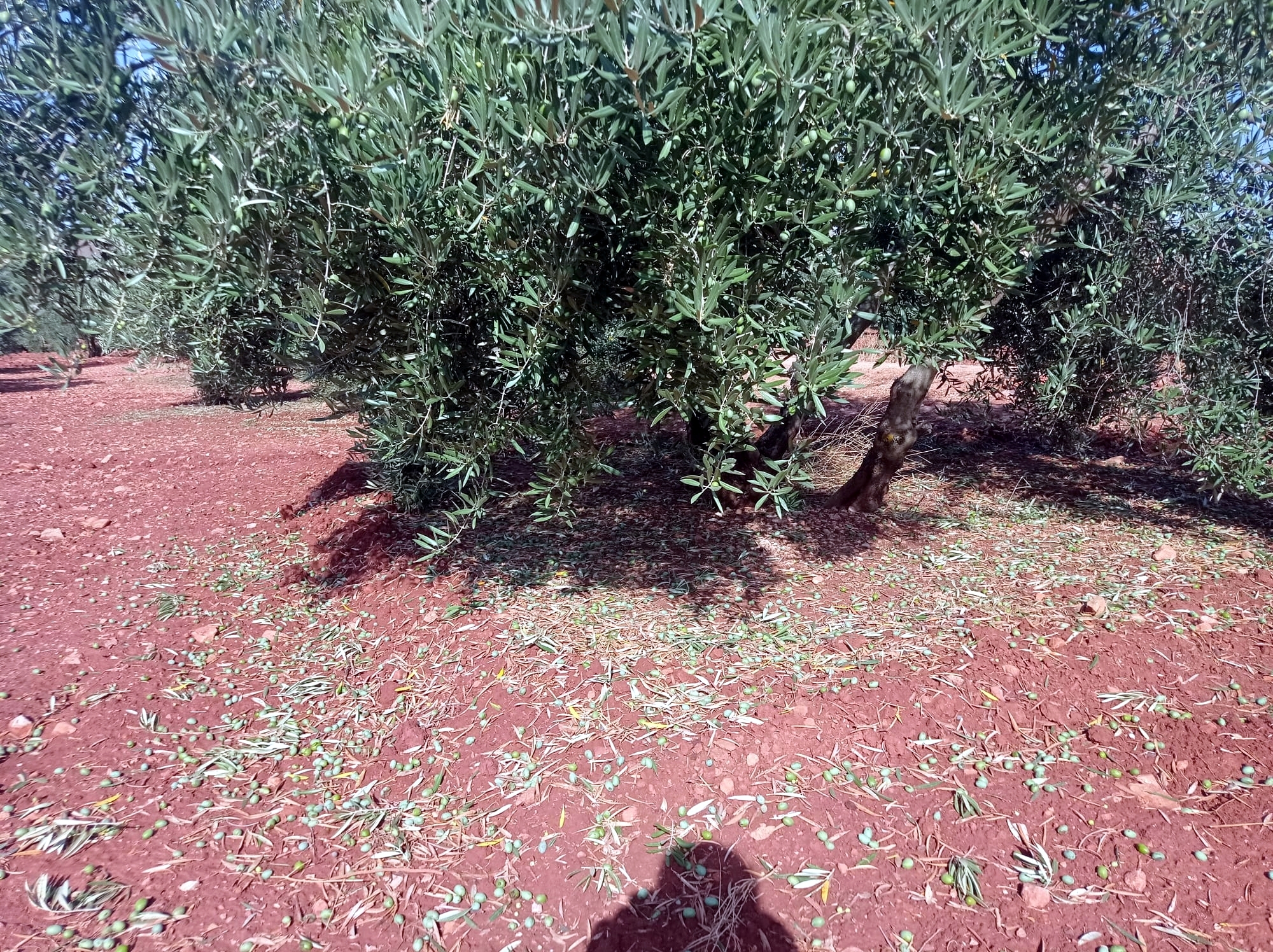 Consecuencias del granizo en los olivos de Terrinches