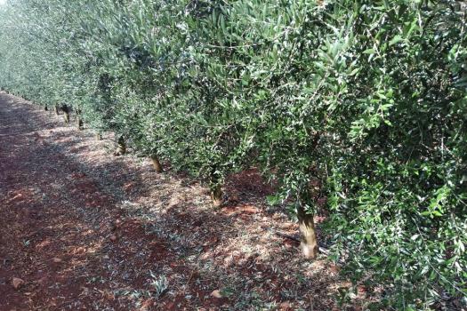Zona afectada por los granizos en Almagro