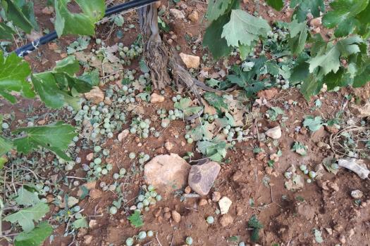 Zona afectada por los granizos en Almagro