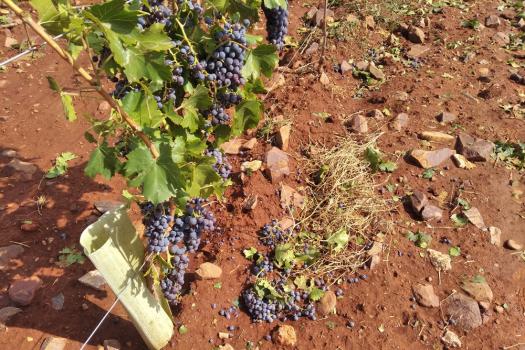 Zona afectada por los granizos en Almagro
