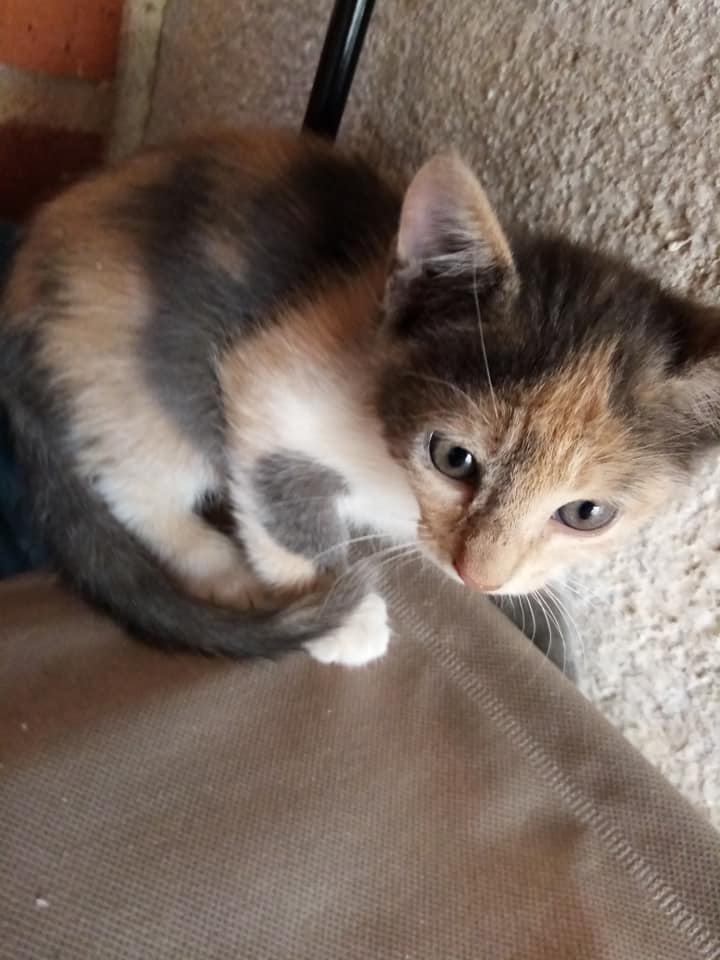 Gato de la calle Ave María para el que Mari Andreu busca adopción