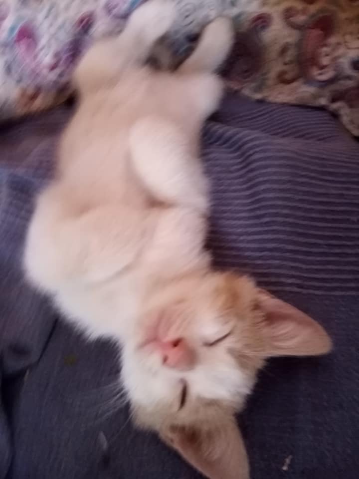 Gato de la calle Ave María para el que Mari Andreu busca adopción