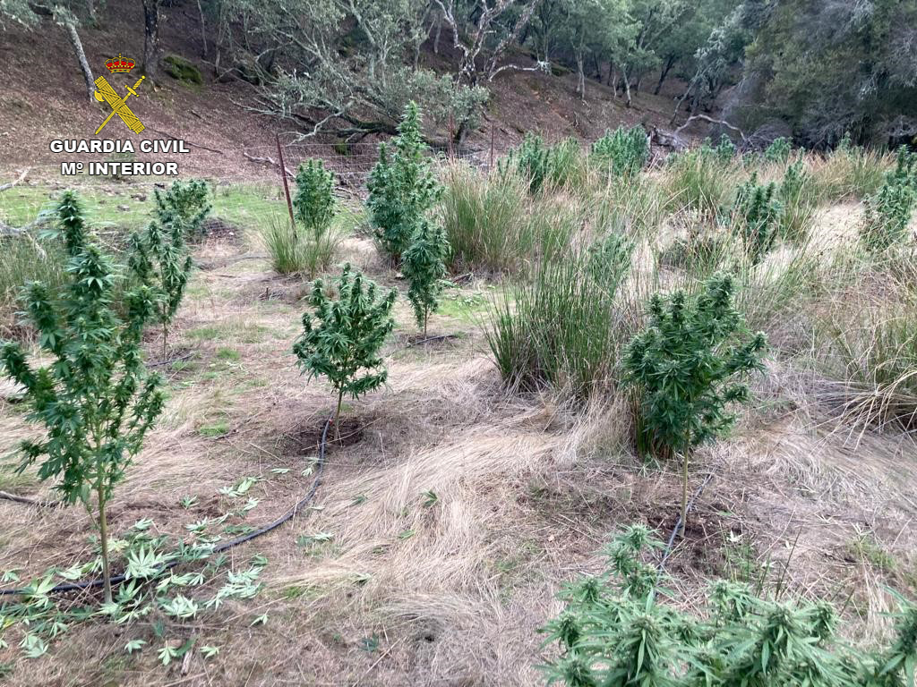 Marihuana incautada en la finca entre Almodóvar y Brazatortas