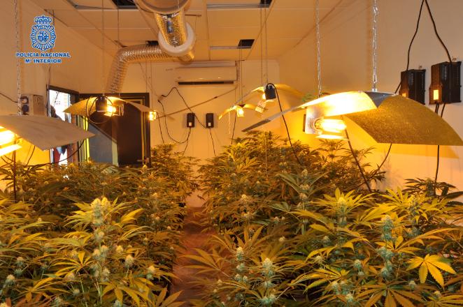 Marihuana requisada