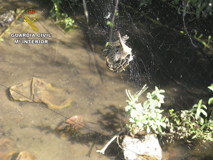 Animal muerto en red japonesa