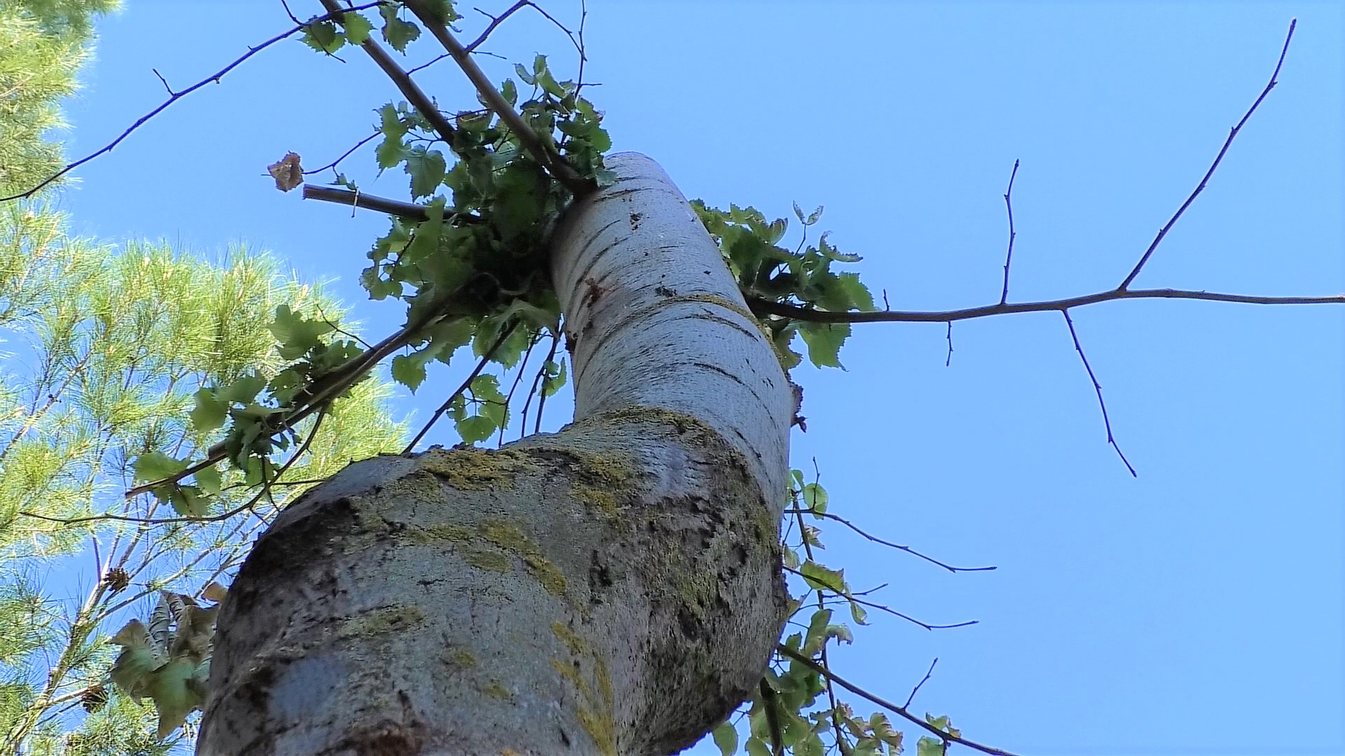 Tilos trasplantados en la calle Toledo de Manzanares