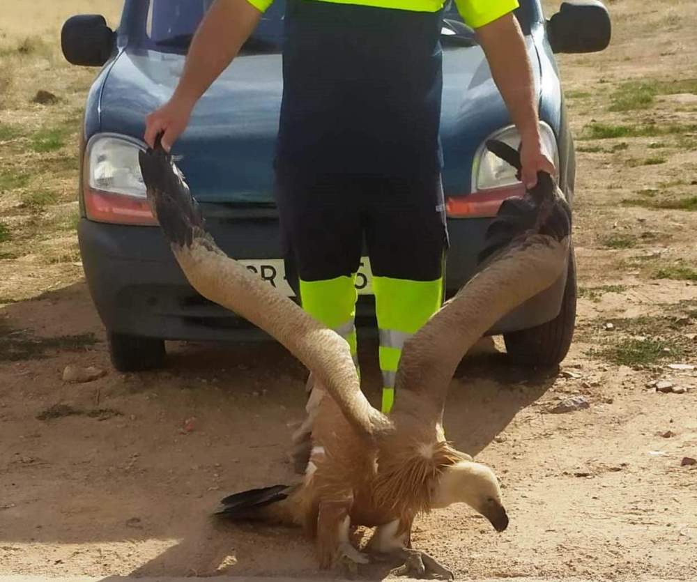 Buitre leonado en La Solana