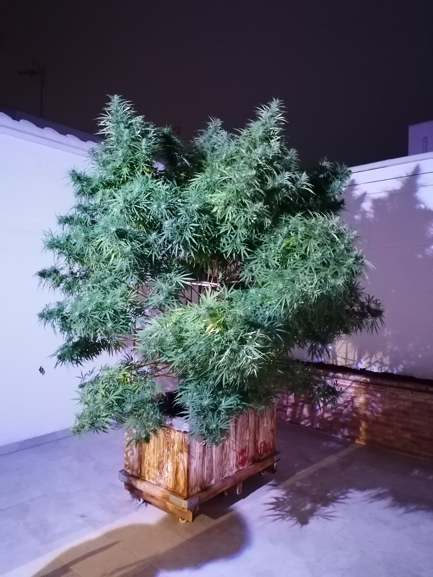 Marihuana encontrada en un domicilio de Tomelloso