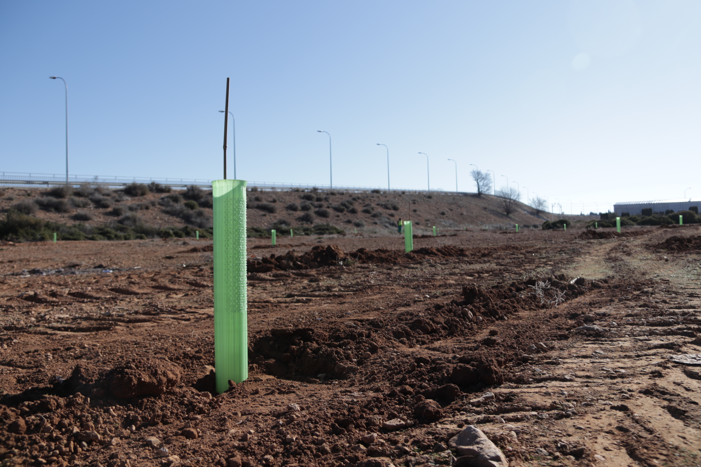 Plantación de 1000 árboles en el polígono industrial de Manzanares