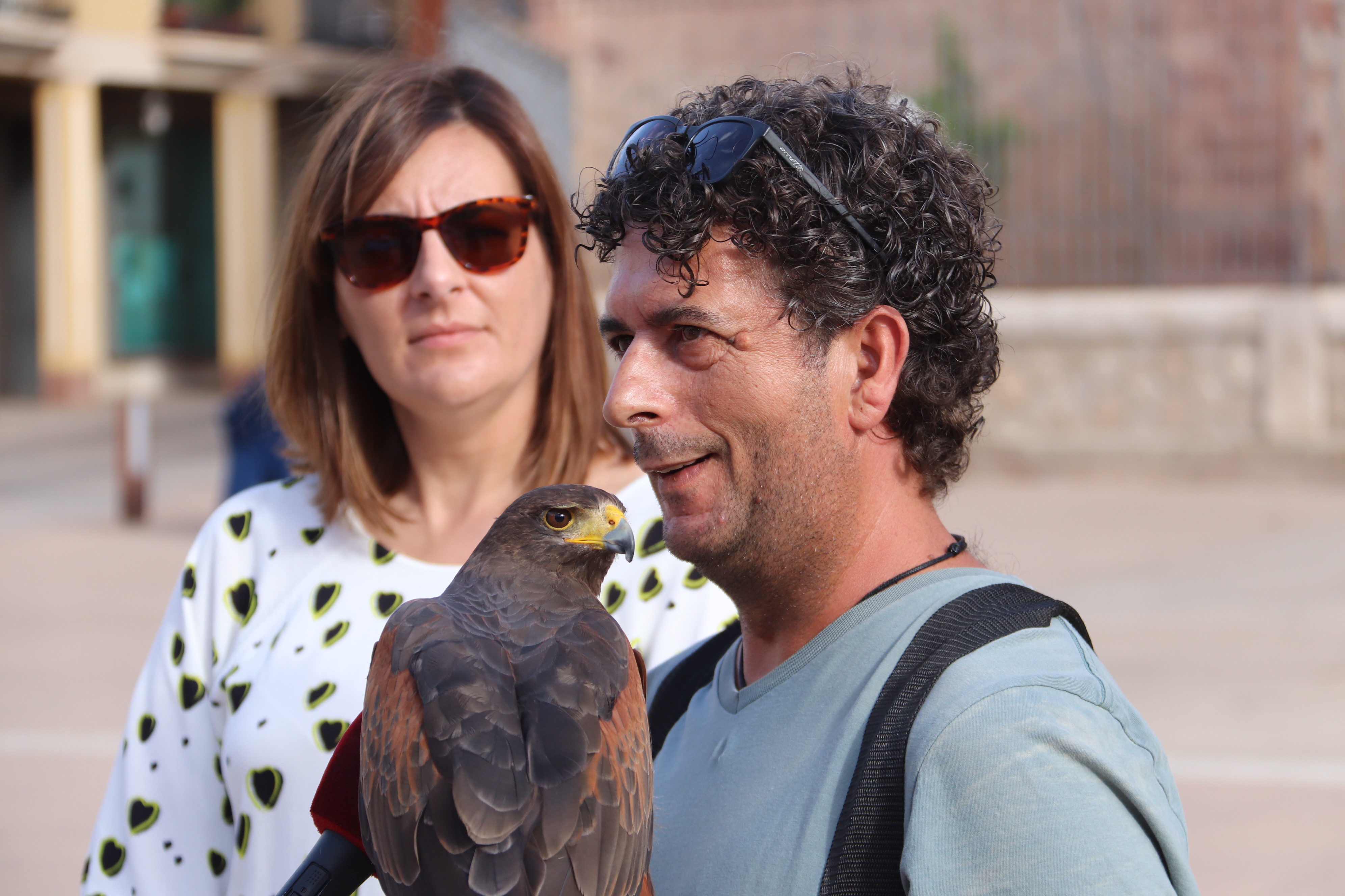 Águila de Harris para el control de la plaga de palomas (18)