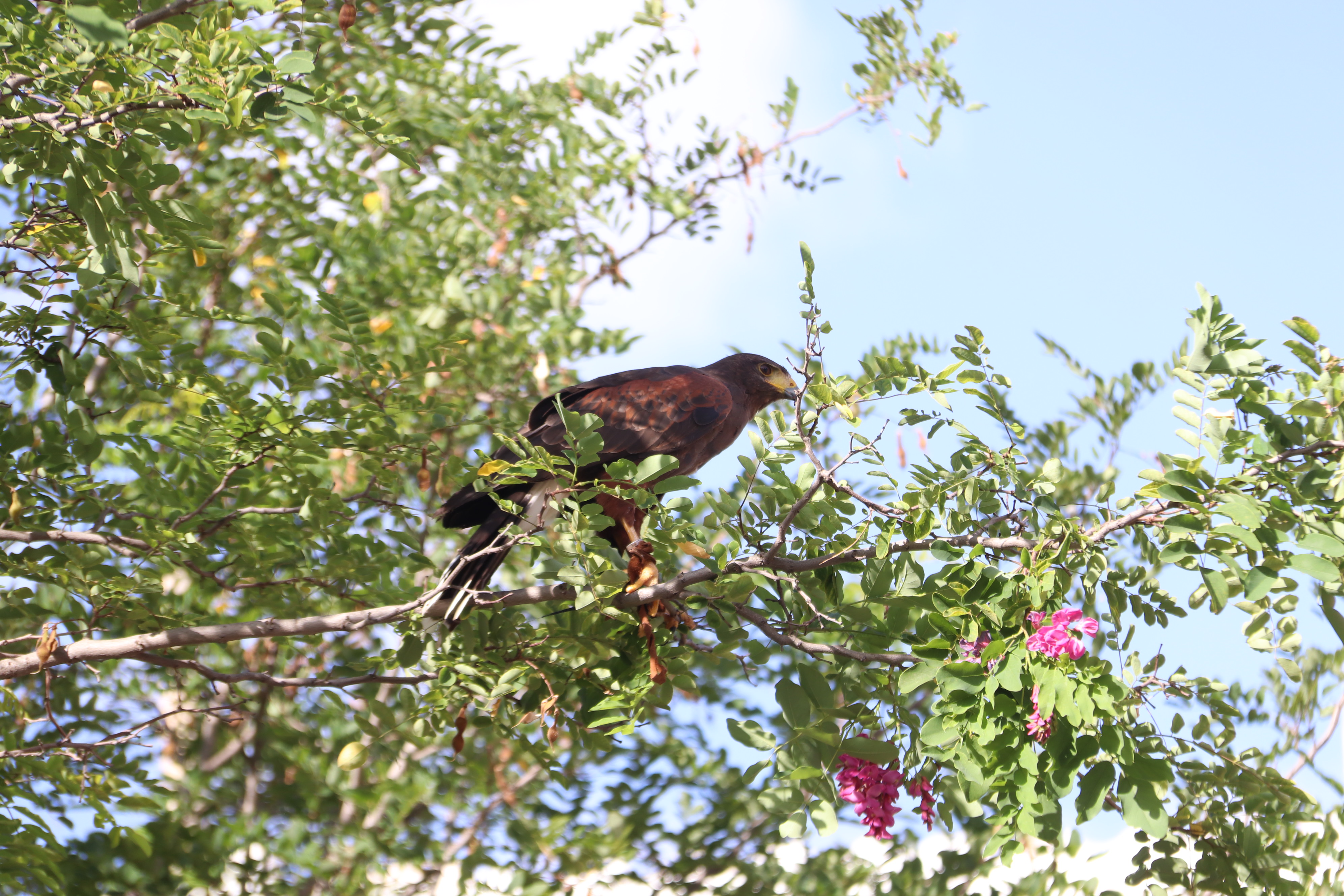 Águila de Harris para el control de la plaga de palomas (25)