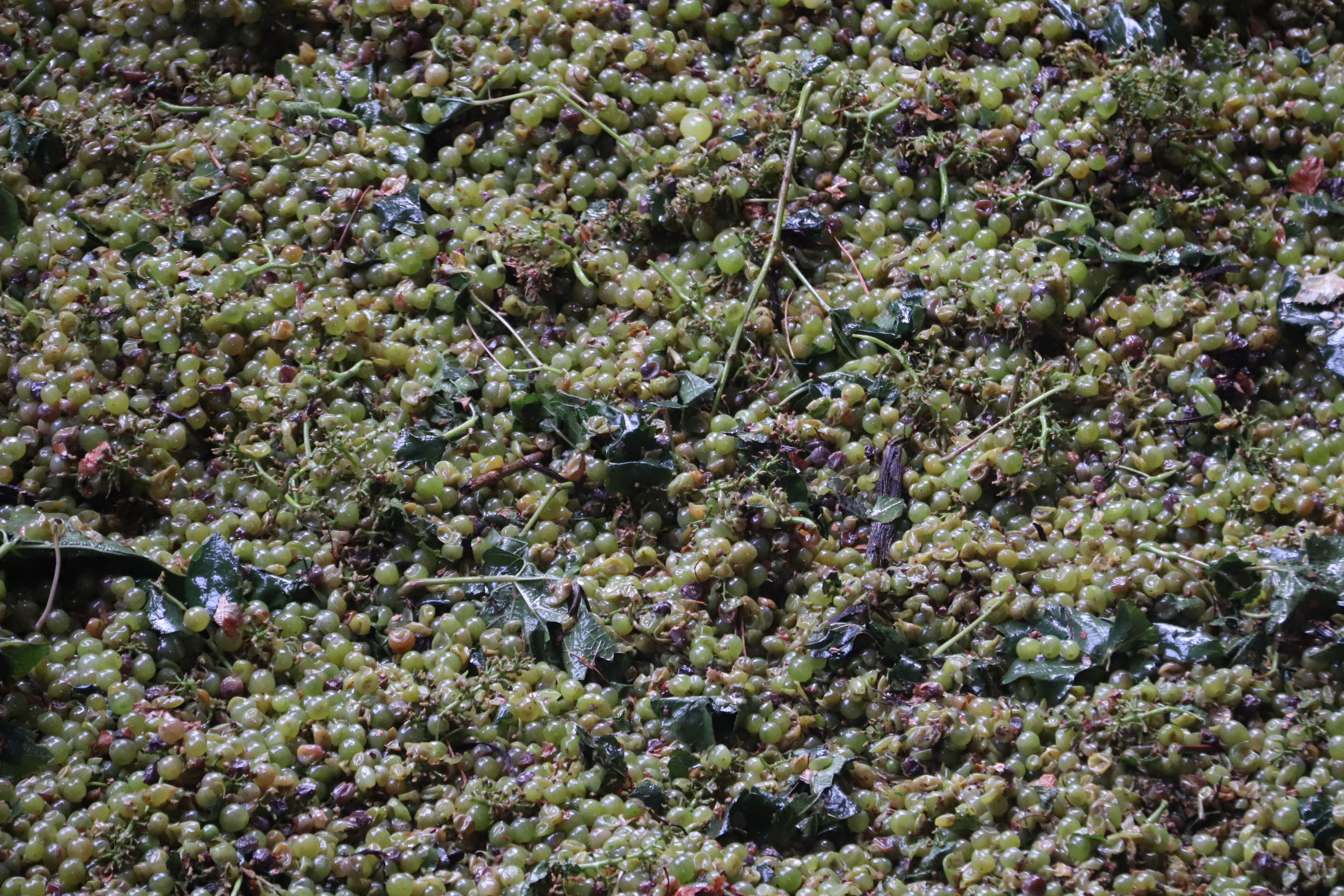 Inicio de la vendimia 2023 en la Cooperativa Jesús del Perdón-Bodegas Yuntero (3)