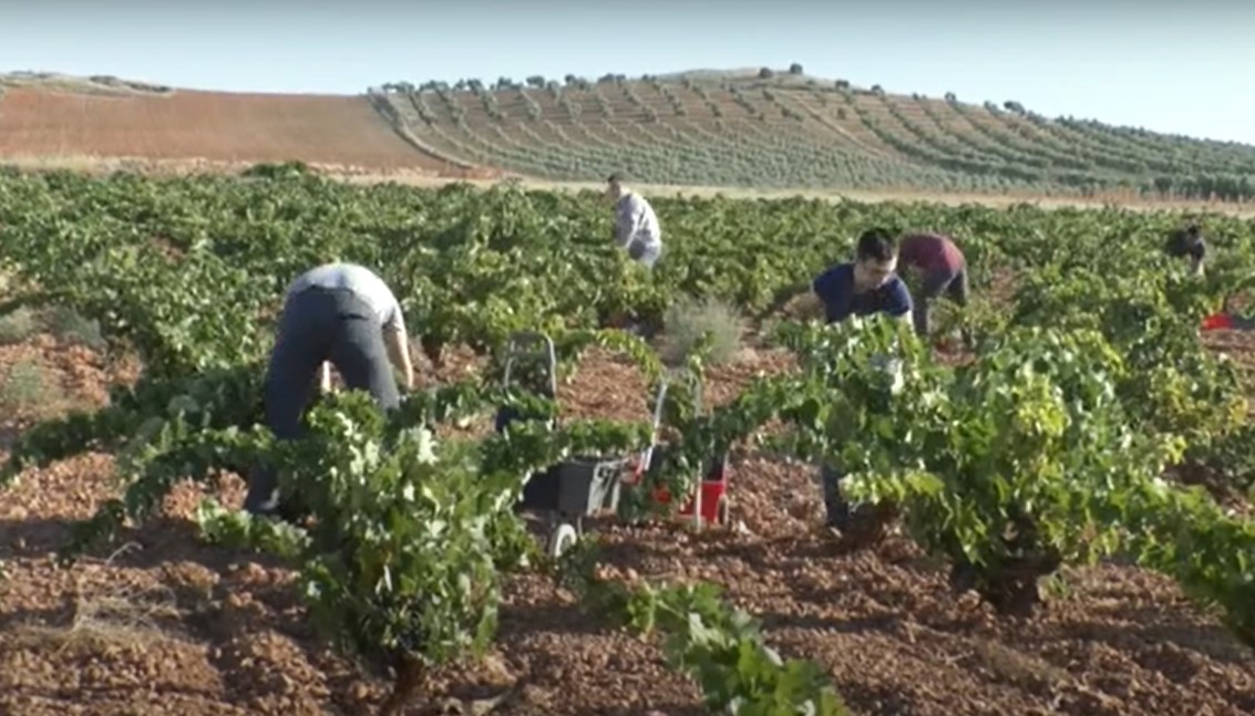 Vendimia en Valdepeñas