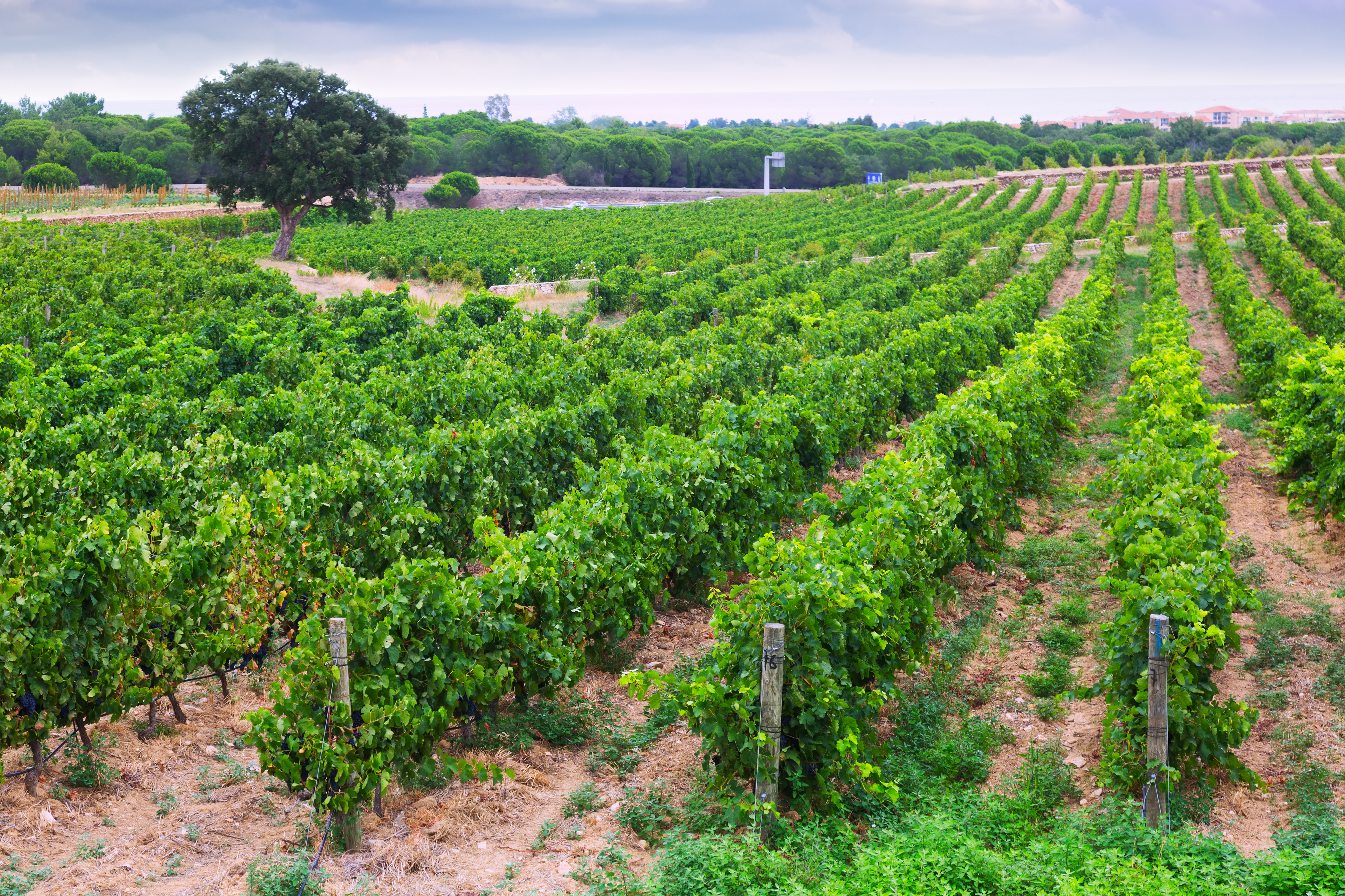 Rural landscape with vineyards field. Languedoc-Roussillon, France