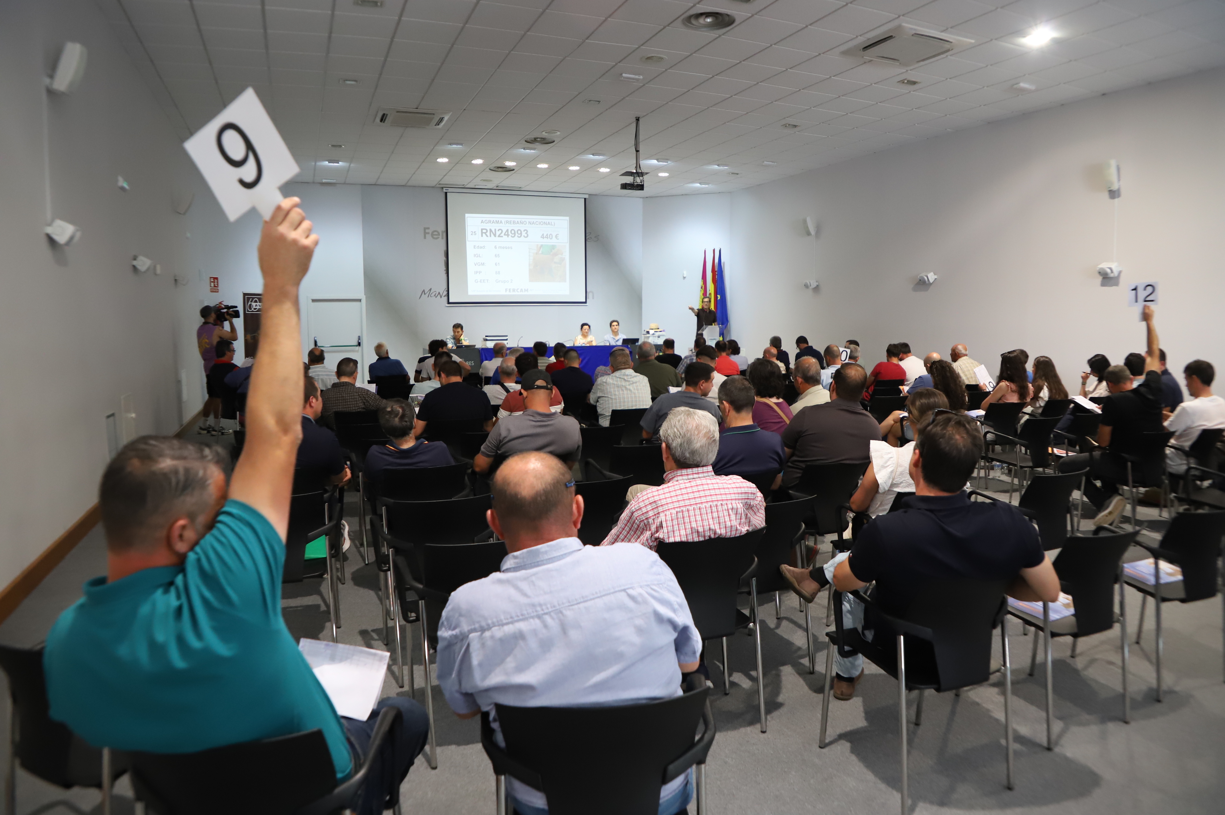129º subasta de sementales de raza ovina manchega (Fercam 2025) (2)